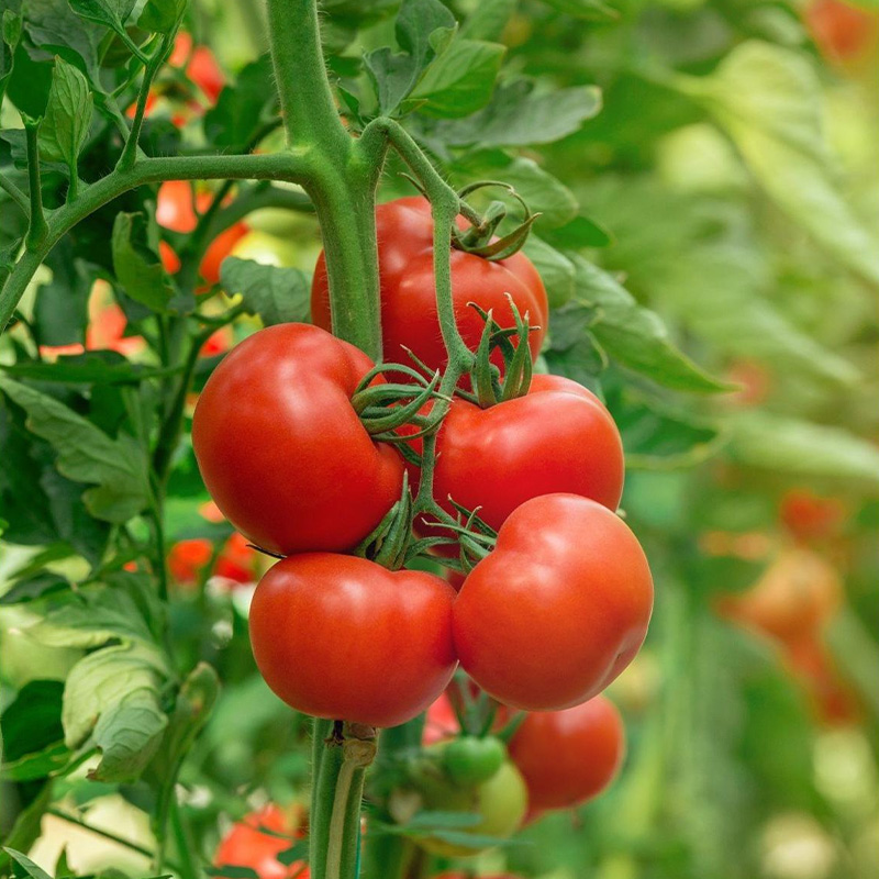 Picture of Tomato Seed 100pcs Seed - হাইব্রিড টমাটো বিজ ১০০ টি