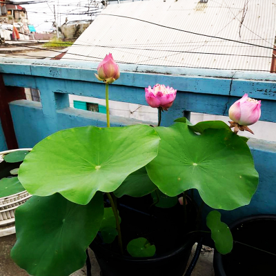 Picture of Lotus Flower Seed 03 pcs - Mix Color