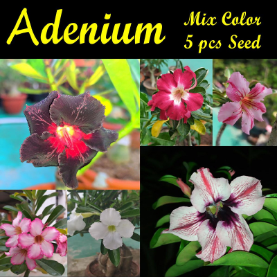 Picture of Adenium Bonsai Obesum 05 pcs Seed Mix Color Single Petal
