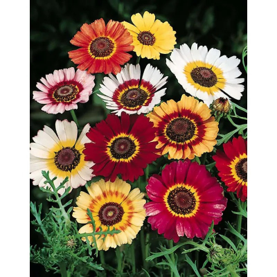 Picture of Chrysanthemum Carinatum Flower - 15 pcs Mix Color Seed