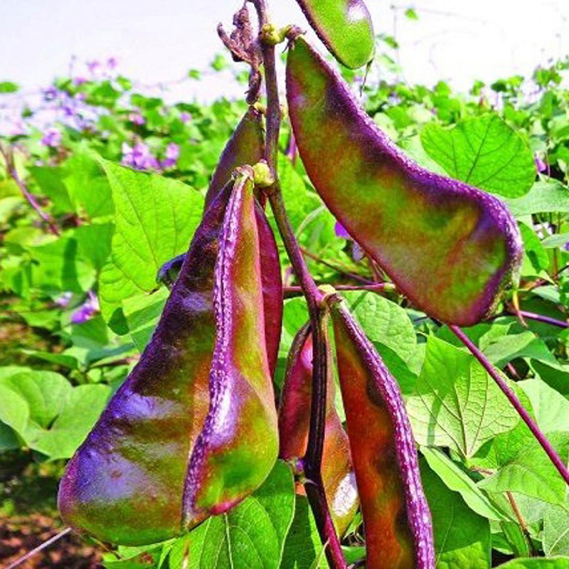 Picture of Been Wide / সিম - 20+ টি বীজ / চ্যাপ্তা টাইপের সিম হবে