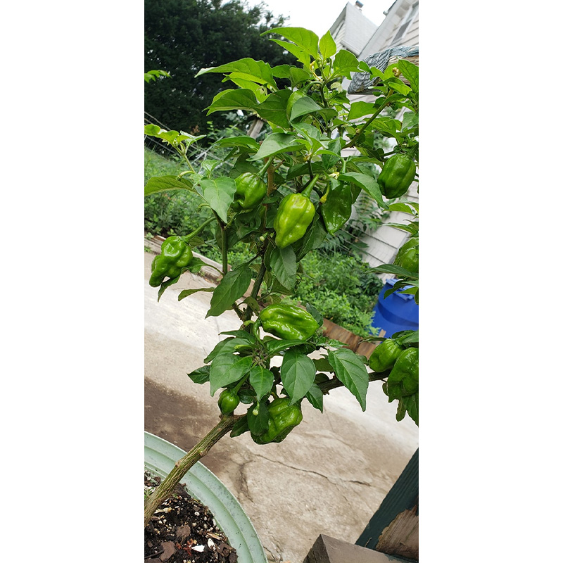 Picture of বোম্বাই মরিচ বা নাগা মরিচ  - ২০+ টি বীজ