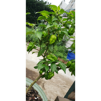 Picture of বোম্বাই মরিচ বা নাগা মরিচ  - ২০+ টি বীজ