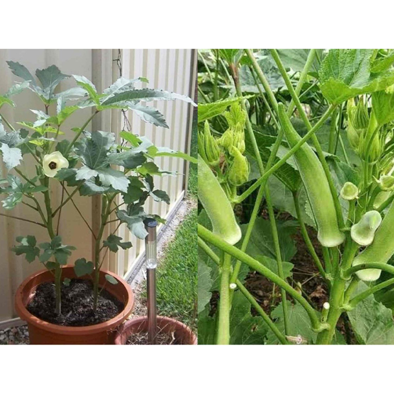 Picture of Dheros Seed 35+ pcs Hybrid All Season