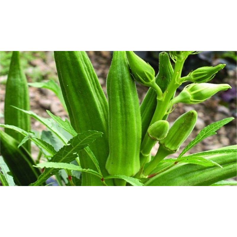 Picture of Dheros Seed 35+ pcs Hybrid All Season