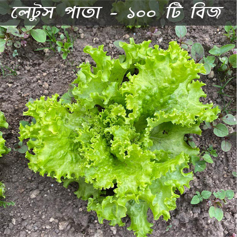 Picture of Lettuse Seed - 100 pcs - লেটুস পাতার বিজ