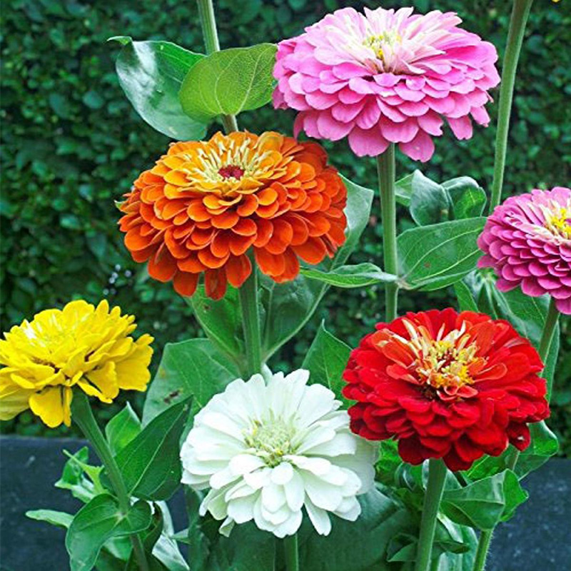 Picture of Zinnia Flower Seed -15+ pcs All Season F2 Hybrid - (repack)