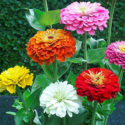 Picture of Zinnia Flower Seed -15+ pcs All Season F2 Hybrid - (repack)