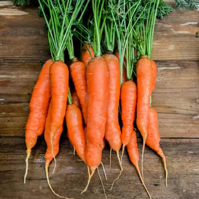 Picture of Carrot 50 pcs Seed ( গাজর - ৫০ টি বীজ  )