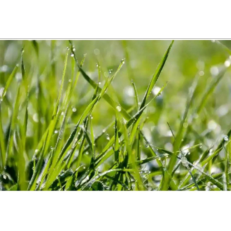 Picture of Dubba Grass Seed - 20 gm - দূর্বা ঘাসের বীজ ২০ গ্রাম বা প্রায় ৪০০০+ টি বীজ