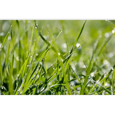 Picture of Dubba Grass Seed - 20 gm - দূর্বা ঘাসের বীজ ২০ গ্রাম বা প্রায় ৪০০০+ টি বীজ