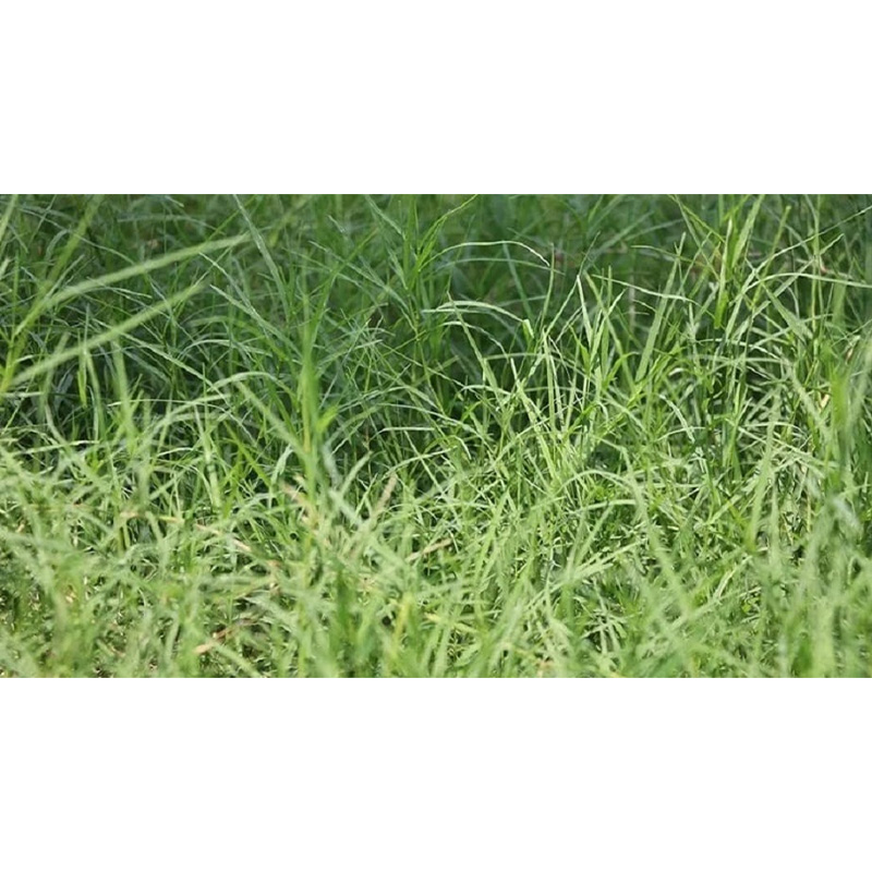 Picture of Dubba Grass Seed - 20 gm - দূর্বা ঘাসের বীজ ২০ গ্রাম বা প্রায় ৪০০০+ টি বীজ