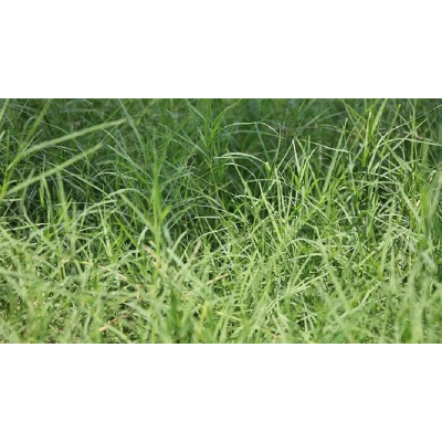 Picture of Dubba Grass Seed - 20 gm - দূর্বা ঘাসের বীজ ২০ গ্রাম বা প্রায় ৪০০০+ টি বীজ