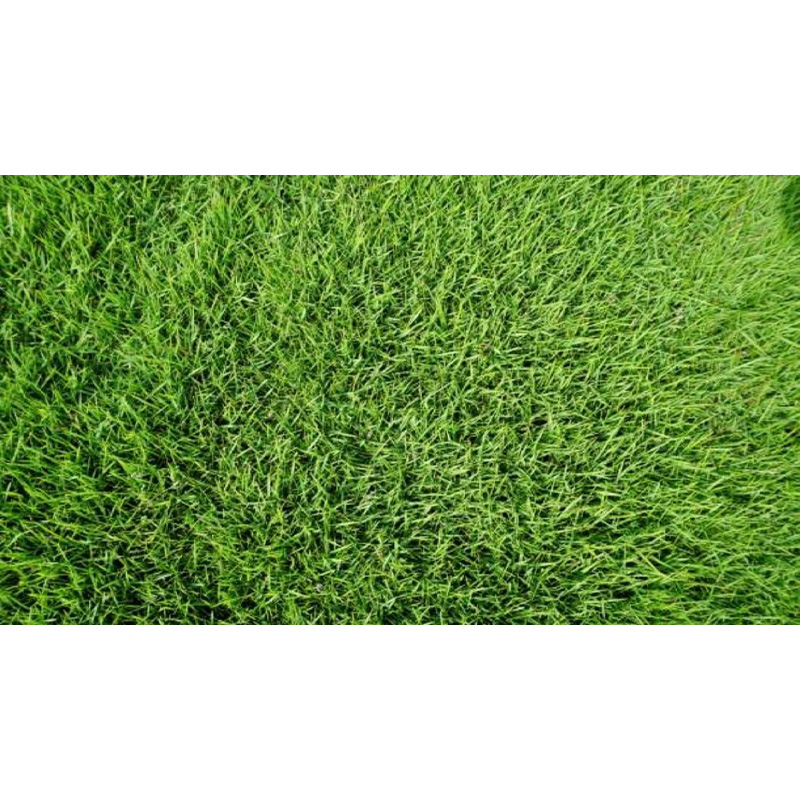 Picture of Durba Grass Seed - 5 gm - দূর্বা ঘাসের বীজ ৫ গ্রাম বা প্রায় ২০০০+ টি বীজ