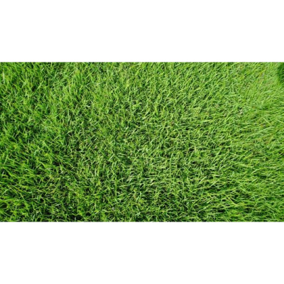 Picture of Durba Grass Seed - 5 gm - দূর্বা ঘাসের বীজ ৫ গ্রাম বা প্রায় ২০০০+ টি বীজ