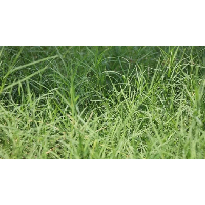 Picture of Durba Grass Seed - 5 gm - দূর্বা ঘাসের বীজ ৫ গ্রাম বা প্রায় ২০০০+ টি বীজ