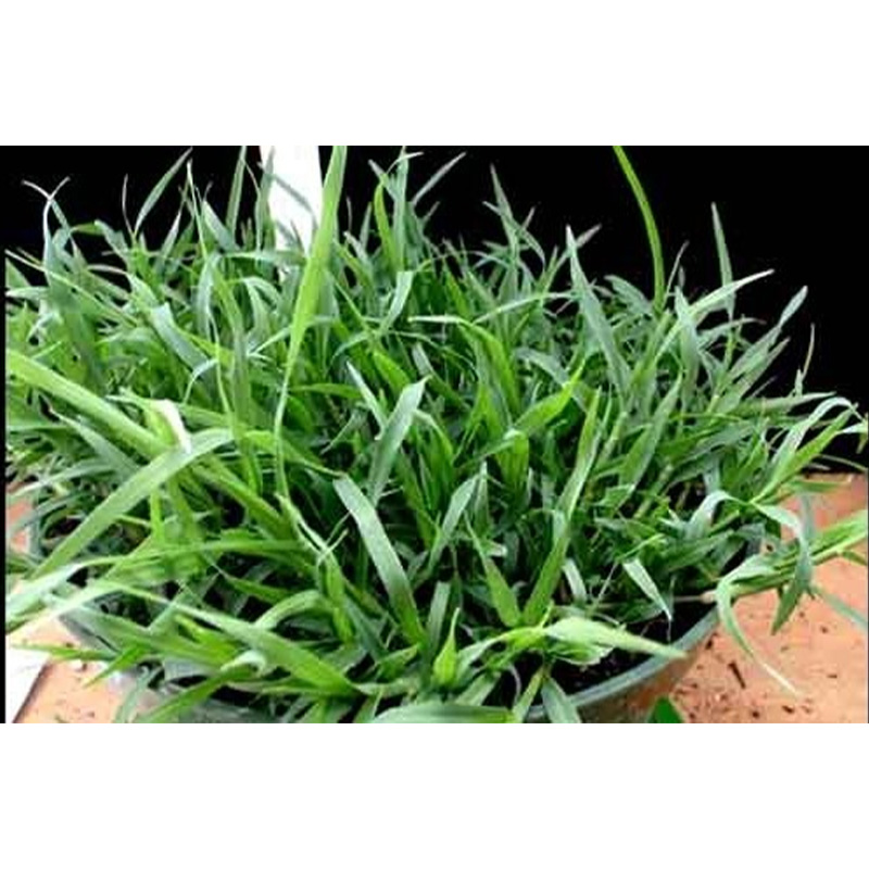 Picture of Dubba Grass Seed - 10 gm - দূর্বা ঘাসের বীজ ১০ গ্রাম বা প্রায় ৪০০০+ টি বীজ