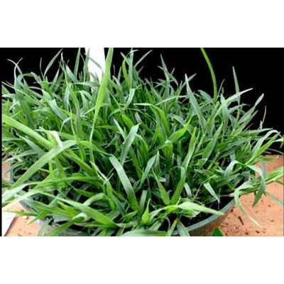 Picture of Dubba Grass Seed - 10 gm - দূর্বা ঘাসের বীজ ১০ গ্রাম বা প্রায় ৪০০০+ টি বীজ