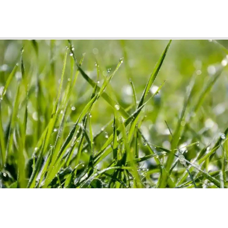 Picture of Dubba Grass Seed - 10 gm - দূর্বা ঘাসের বীজ ১০ গ্রাম বা প্রায় ৪০০০+ টি বীজ