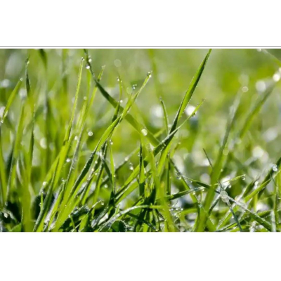 Picture of Dubba Grass Seed - 10 gm - দূর্বা ঘাসের বীজ ১০ গ্রাম বা প্রায় ৪০০০+ টি বীজ