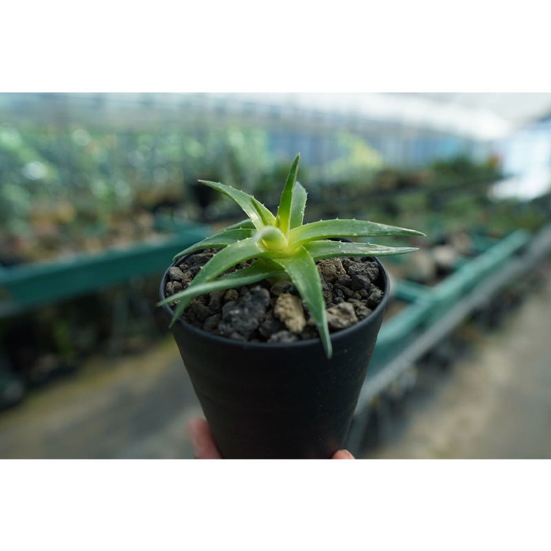 Picture of Star Cactus Plant 01 pcs Live Plant Semi Indoor Plant Hardy Dyckia brevifolia Succulent - স্টার ক্যাকটাস চারা