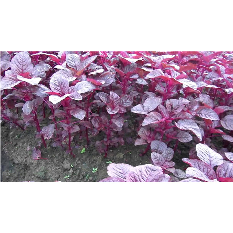 Picture of Lal Sak -10 gm Seed - All Season (8000+ Seed)