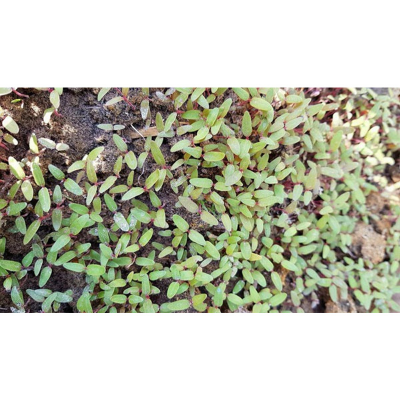 Picture of Lal Sak -10 gm Seed - All Season (8000+ Seed)