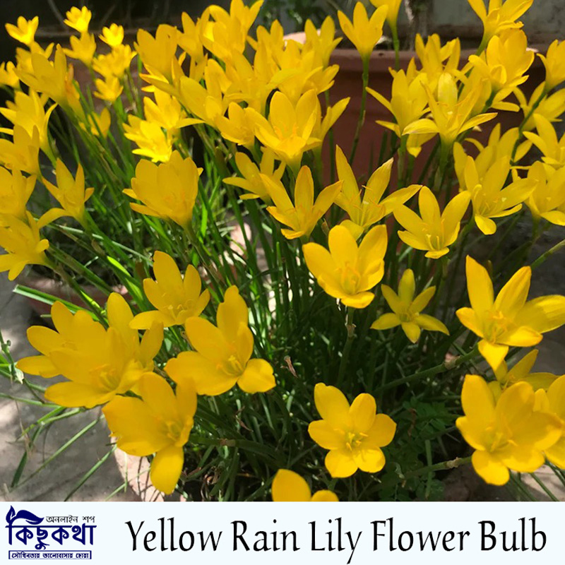 Picture of হ্লুদ রেইন লিলি ফুলের বাল্ব/কন্দ - 02 pcs Yellow Rain Lily  Bulb - Mature or Mother Size
