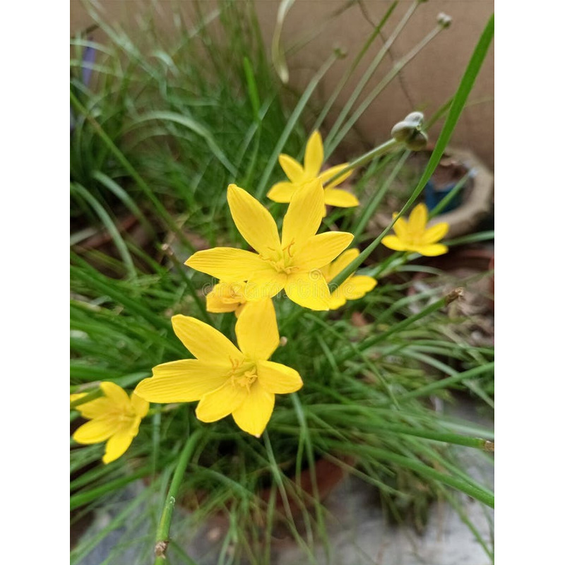 Picture of হ্লুদ রেইন লিলি ফুলের বাল্ব/কন্দ - 02 pcs Yellow Rain Lily  Bulb - Mature or Mother Size