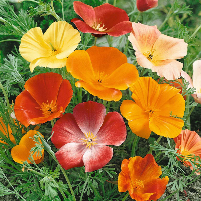 Picture of Poppy Flower Seed -25+ pcs All Season F2 Hybrid - (repack)