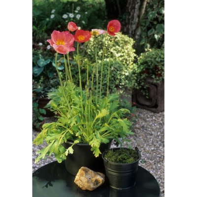 Picture of Poppy Flower Seed -25+ pcs All Season F2 Hybrid - (repack)