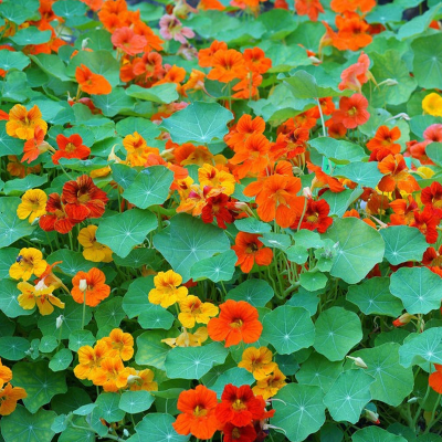 Picture of Nasturtium Flower Seed  05 pcs All Season F2 Hybrid - (repack)