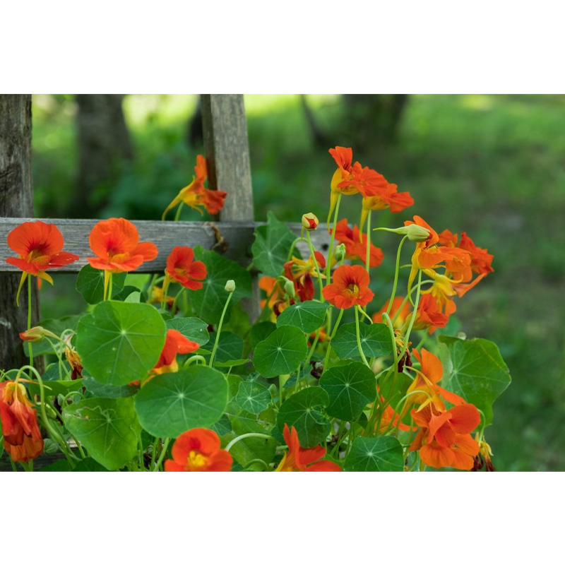 Picture of Nasturtium Flower Seed  05 pcs All Season F2 Hybrid - (repack)