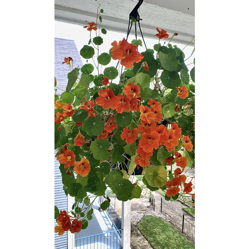 Picture of Nasturtium Flower Seed  05 pcs All Season F2 Hybrid - (repack)