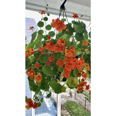 Picture of Nasturtium Flower Seed  05 pcs All Season F2 Hybrid - (repack)
