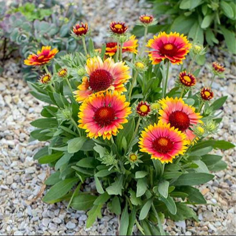 Picture of Galadia Flower Seed - 20+ pcs Mix Color F2 Hybrid Seed