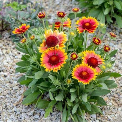Picture of Galadia Flower Seed - 20+ pcs Mix Color F2 Hybrid Seed