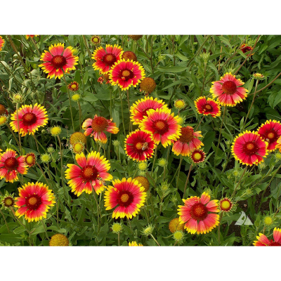 Picture of Galadia Flower Seed - 20+ pcs Mix Color F2 Hybrid Seed