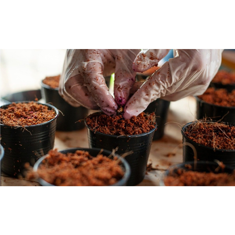 Picture of Cocopeat / Cocodust - 03 KG Pack For Organic Gardening