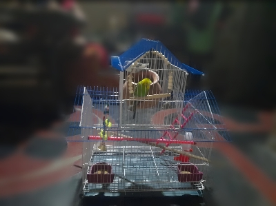 Picture of Rust Proof Portable Bird Cage For Any Kind Of Birds Like Macao, Parrot  Cash On Delivery Available