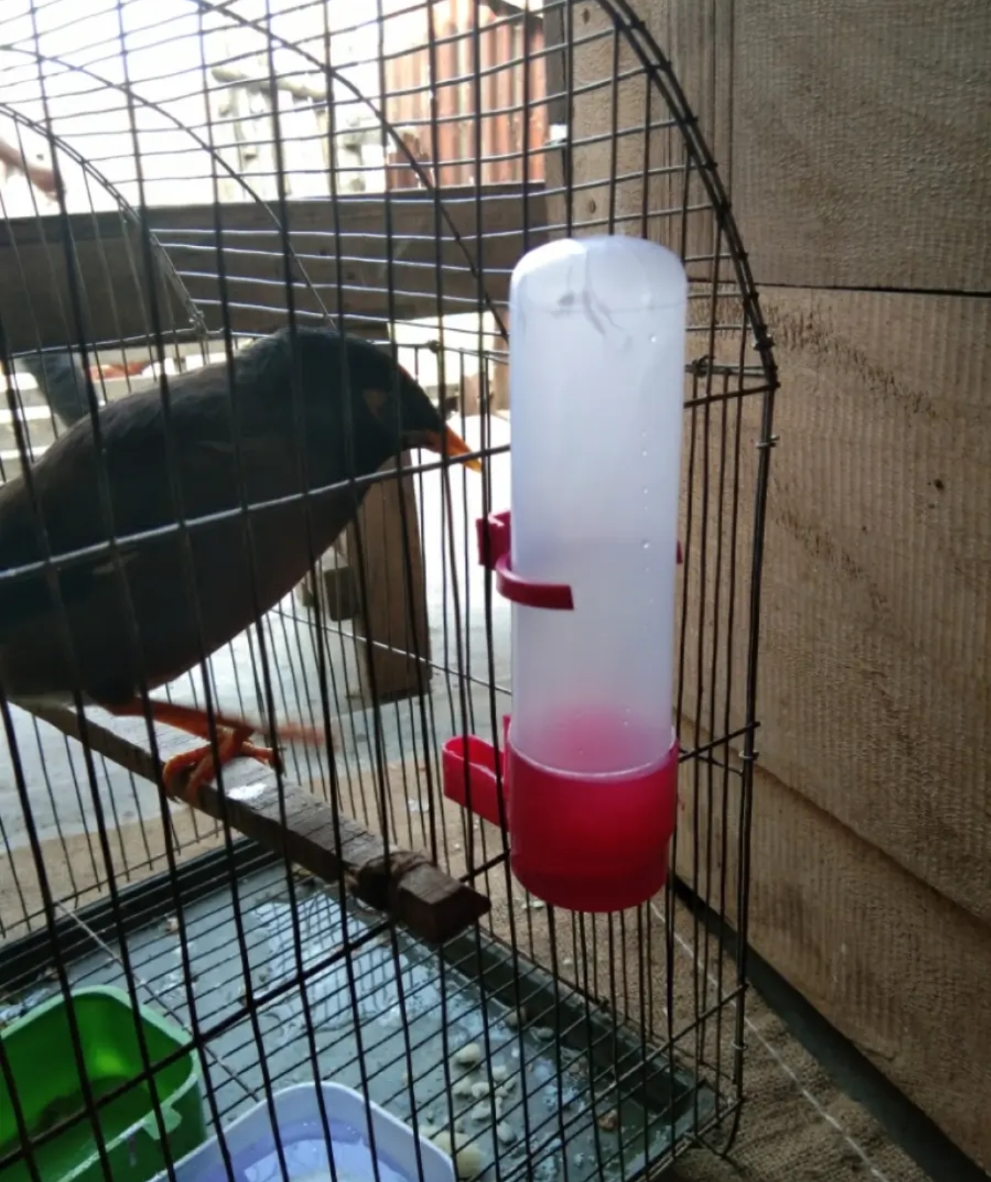 Picture of 1 Pcs Bird Water Pot - 140ml