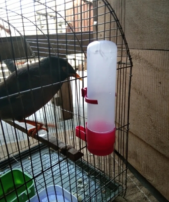 Picture of 1 Pcs Bird Water Pot - 140ml