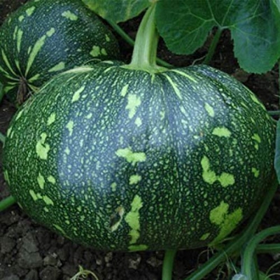 Picture of Sweet Pumpkin Seeds - 10 pieces seeds Paket