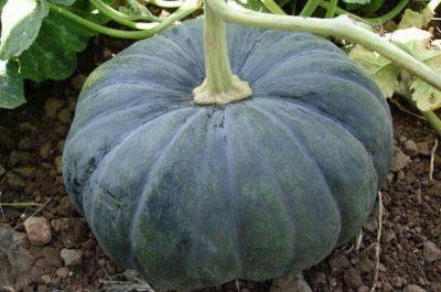 Picture of Sweet Pumpkin Seeds - 10 pieces seeds Paket