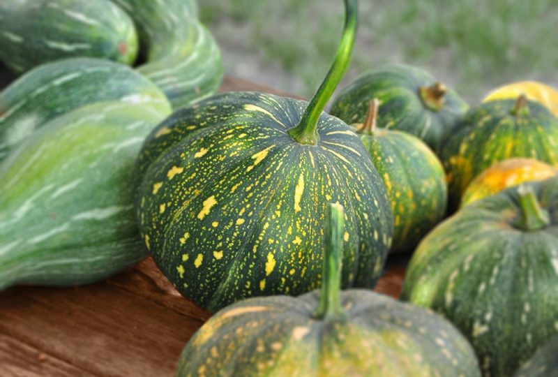 Picture of Sweet Pumpkin Seeds - 10 pieces seeds Paket