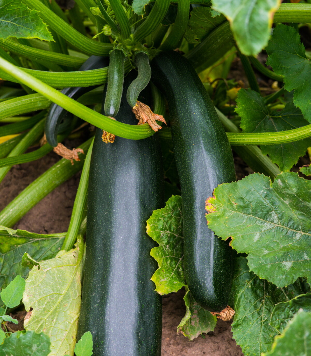 Picture of Golobal Rare Garden Zucchini Squash Seeds - 5 Pcs Seeds Paket