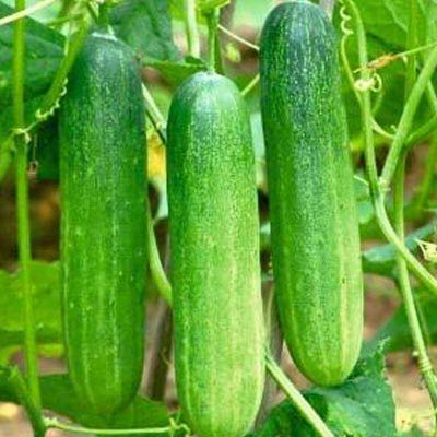 Picture of 20 Pcs per packet Organic Cucumber Seeds