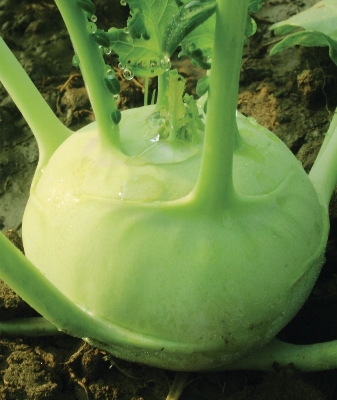 Picture of Green Olkopi/Shalgom Vegetable Seeds- 30+ Pcs Seeds