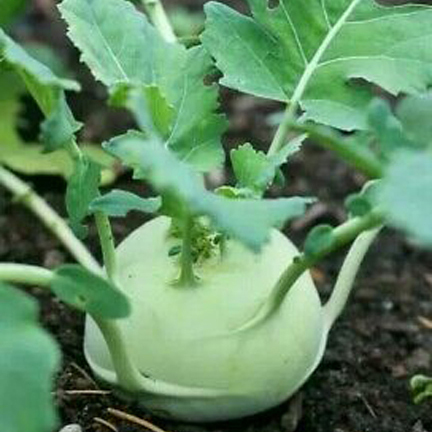 Picture of Green Olkopi/Shalgom Vegetable Seeds- 30+ Pcs Seeds