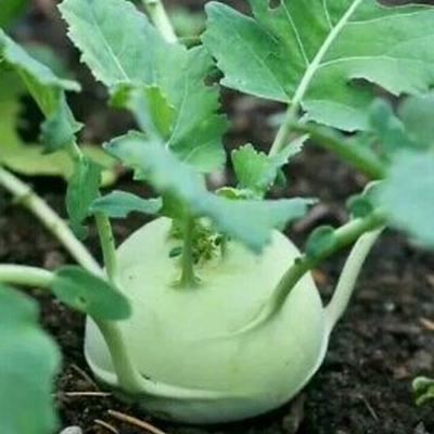 Picture of Green Olkopi/Shalgom Vegetable Seeds- 30+ Pcs Seeds